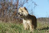 CAIRN TERRIER 328